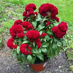 Meet your Posher, Apollonia